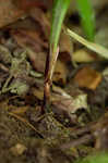 Sharpscale sedge